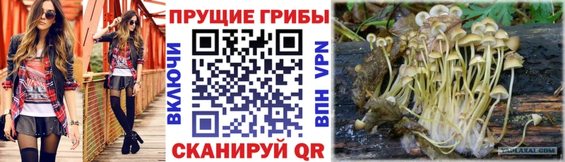 площадка формула  Гаджиево  Псилоцибиновые грибы мицелий  как найти закладки  OMG рабочий сайт 